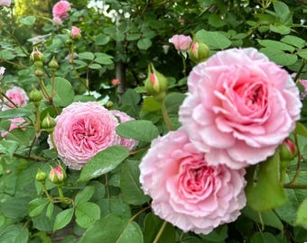 Live Rose Plant - AUScrystal - with pink flowers in 1 gallon pot with own root