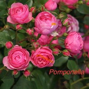 May include: Close-up of pink Pomponella roses in various stages of bloom, from tight buds to fully open flowers. The roses have multiple petals and are surrounded by green leaves. The word "Pomponella" is written in red.
