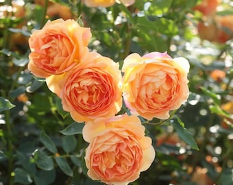 David Austin Live Rose Plant “Lady of Shalott” with beautiful orange-red flowers in 1 gallon pot with own root