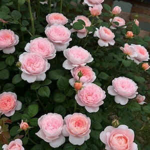 May include: A lush bush of pink roses in various stages of bloom. The roses have multiple layers of soft pink petals with a lighter pink center. Dark green leaves provide a backdrop for the flowers. Some buds are also visible.