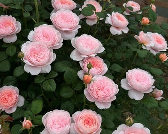 Live Rose Plant “Queen of Sweden” Exquisite pink flowers in 1 gallon pot with own root