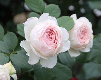 Live Rose Plant - Earth Angel - peony-shaped pink bloom in 1 gallon pot with own root