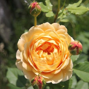 May include: A close-up of a fully bloomed, soft yellow rose with multiple petals. Several rose buds in various stages of development are visible, with green sepals and red tips. The background is blurred green foliage.