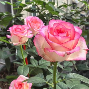 Dutch Rose Plant “Jumilia”: Two-Tone Goblet-shaped Rose with creamy white petals framed by vibrant pink edges in 1 gallon pot with own root