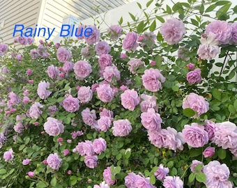 Live Rose Plant - Rainy Blue (蓝色阴雨）- in 1 gallon pot with prolific blue flowers