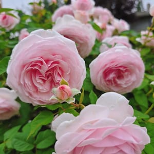 Live Rose Plant “AUSmixture” Pink cupped flowers in 1 gallon pot with own root