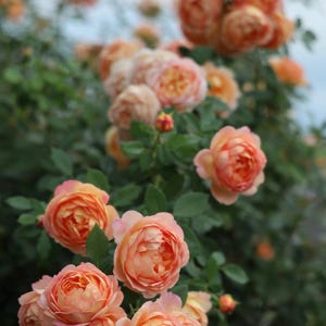 Live Rose Plant “AUSnyson” with the beautiful unique orange-red flowers in 1 gallon pot with own root