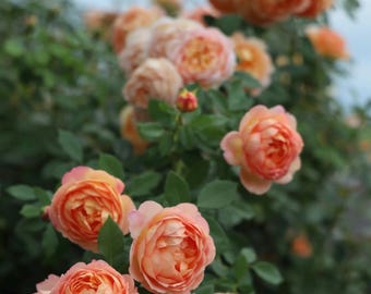 Live Rose Plant “AUSnyson” with the beautiful unique orange-red flowers in 1 gallon pot with own root