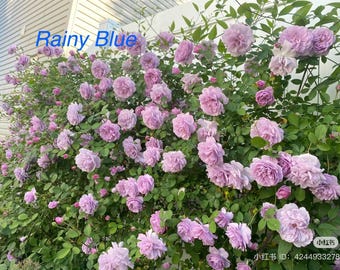 Live Rose Plant - Rainy Blue (蓝色阴雨）- in 1 gallon pot with prolific blue flowers