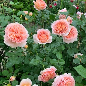 May include: A lush bush of blooming roses in shades of peach and pink. The flowers are fully open, revealing layers of petals. Green leaves provide a backdrop for the colorful blooms. Some buds are still closed, promising more flowers.