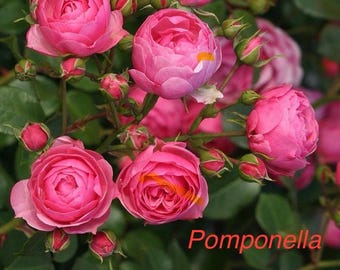 Live Rose Plant “Pomponella” with clusters of deep pink flowers in 1 gallon pot with own root