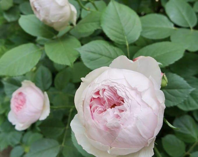 Live Rse Live Rose Plant - Ausham - Elegant Cupped Pink Flowers in 1 Gallon Pot ...