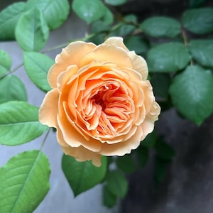 May include: Close-up of a fully bloomed peach-colored rose with many petals. The rose is surrounded by green leaves and stems. The background is a blurred gray and green.