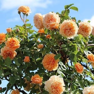 May include: A vibrant bush of peach-colored roses in full bloom, set against a clear blue sky. The roses have multiple layers of petals and are surrounded by lush green leaves. The image captures the beauty of a summer garden.