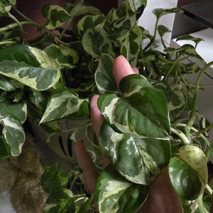 May include: Close-up of a vibrant pothos plant with variegated green and white leaves. The plant's leaves are glossy and heart-shaped, with a mix of dark and light green patterns. The plant is a popular houseplant.