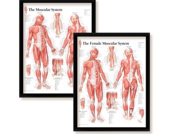 Framed Muscular System Poster Set: Male & Female Anatomy, 22x28