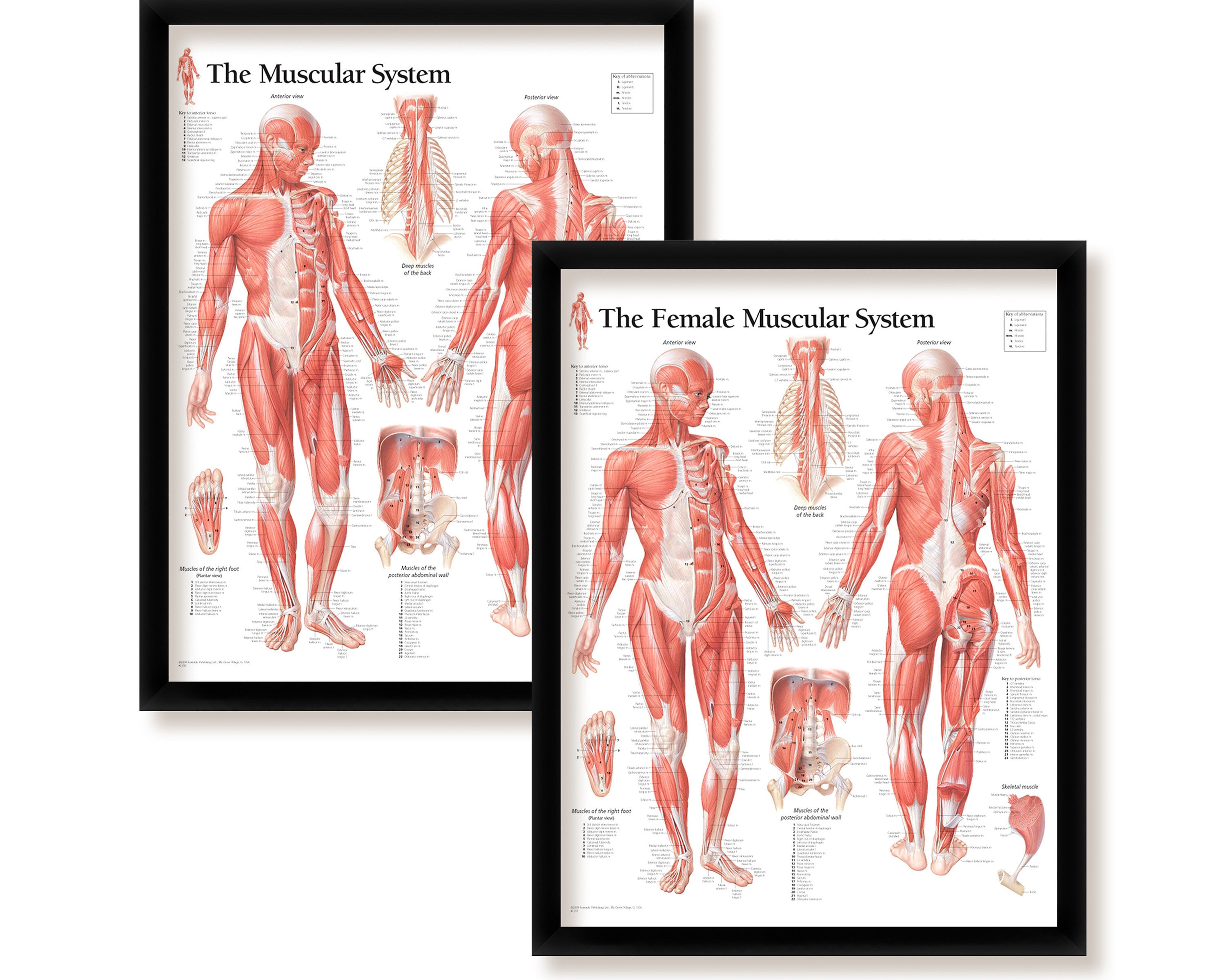 Framed Muscular System Poster Set: Male & Female Anatomy, 22x28 - Etsy