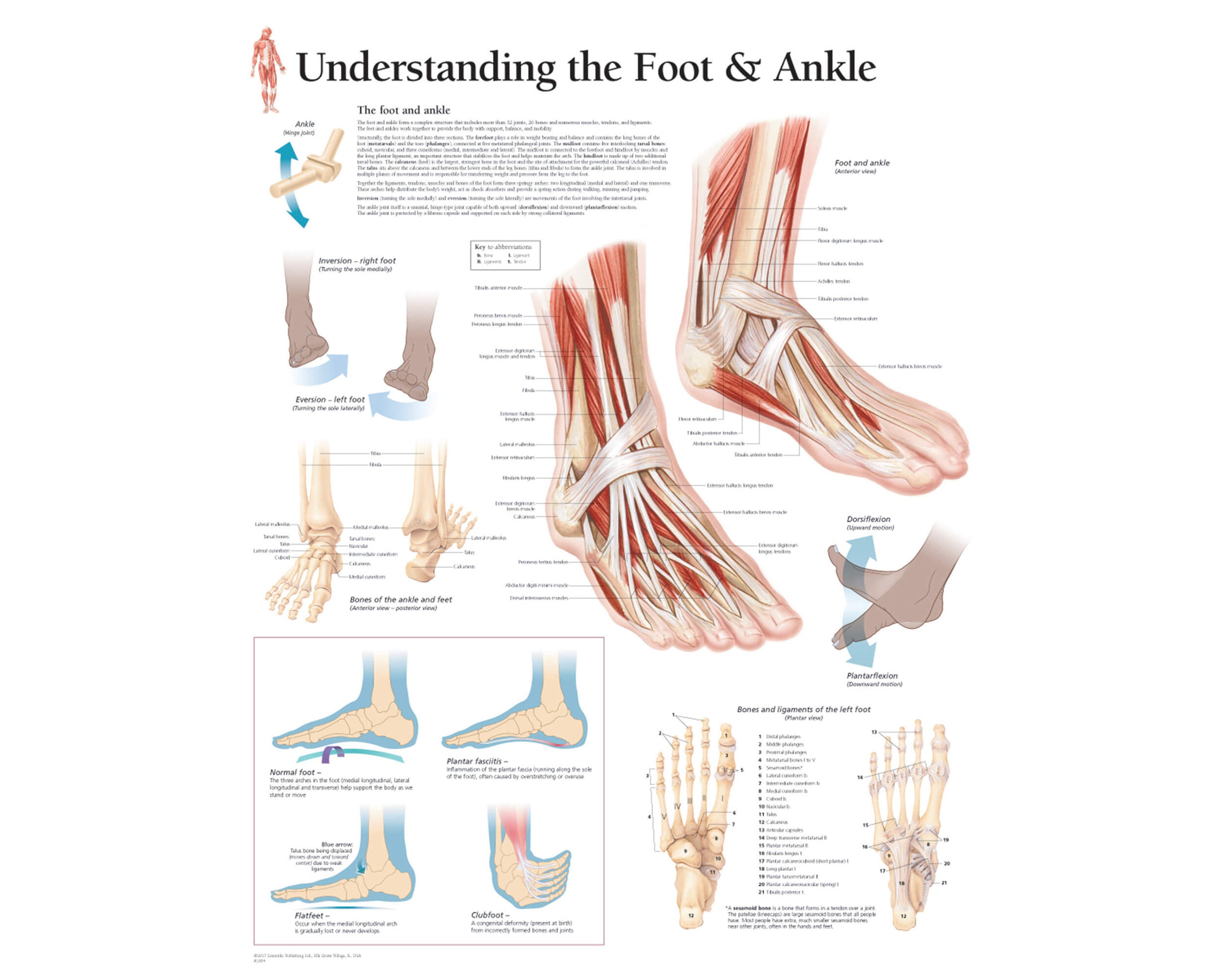 Anatomy of the Foot and Ankle | Elite Foot & Ankle Center