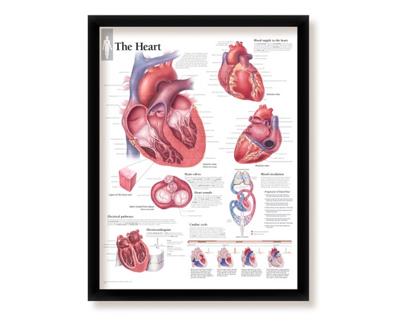 Human Heart Diagram Anatomy Diagram Educational Chart Mural Poster
