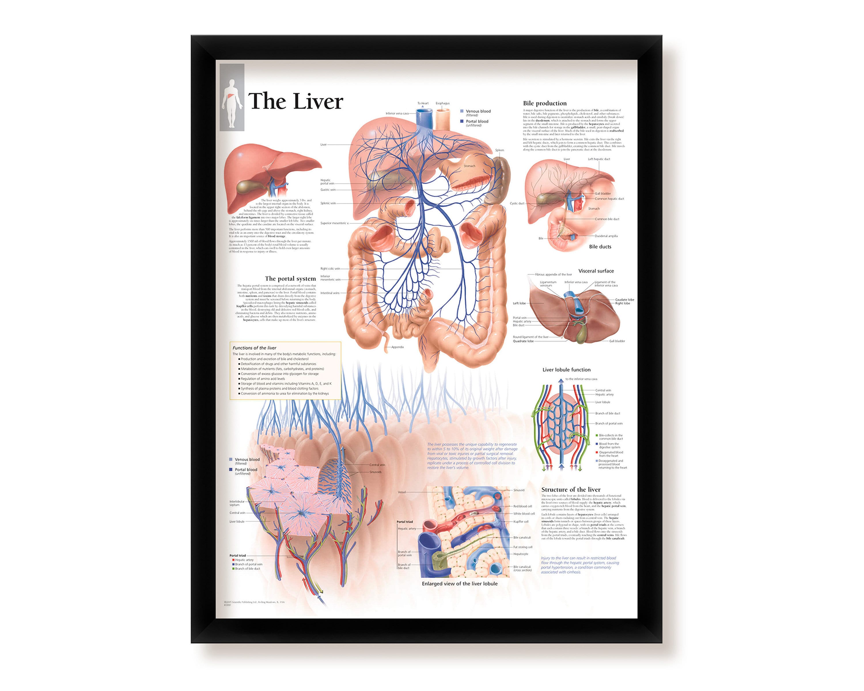 Liver Diagram - Etsy, image size:3000x2400