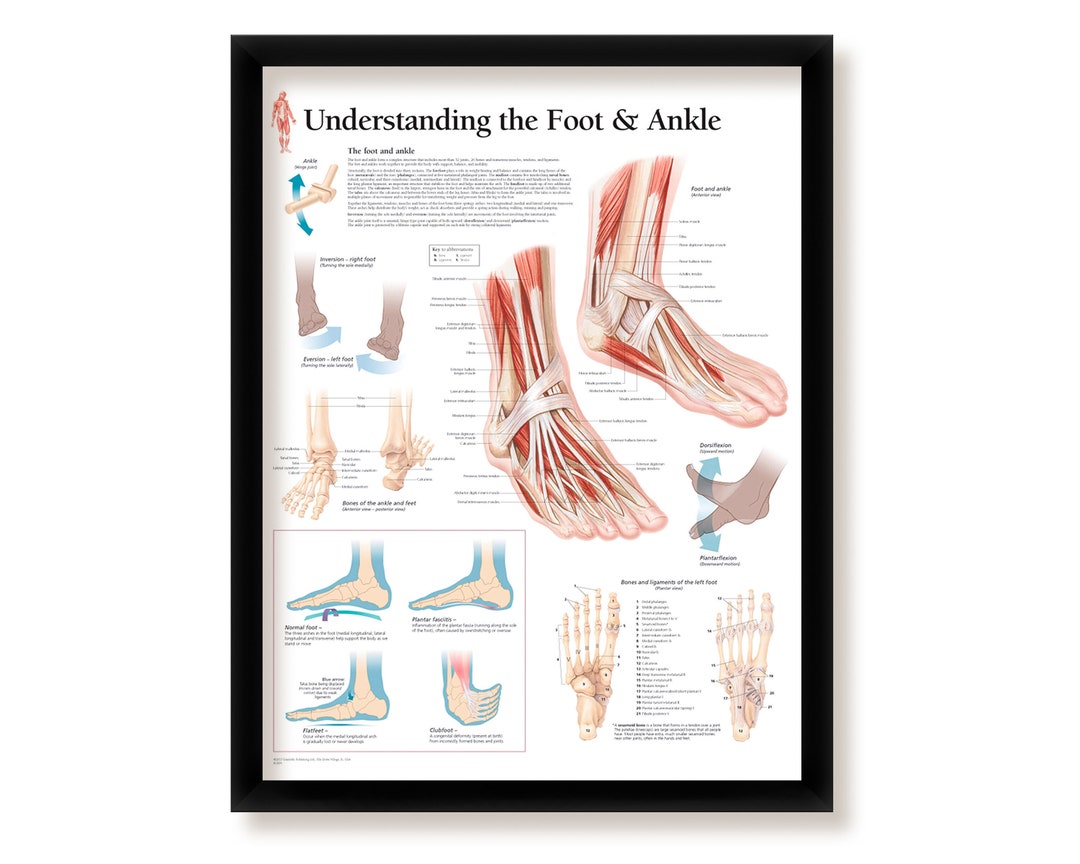 Normal Anatomy of the Foot and Ankle – Mi-tec Medical Publishing