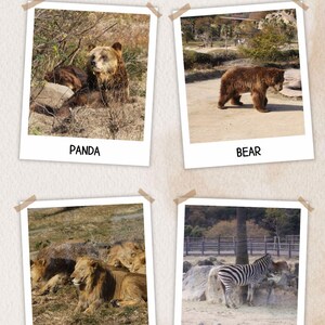 Wild Encounters in Japan: A Safari Adventure!