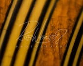 A Vintage Guitar - 11
