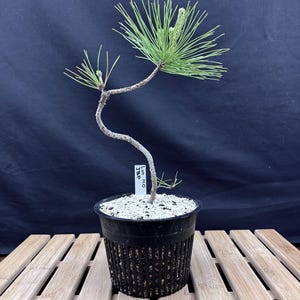 May include: A small bonsai pine tree in a black plastic pot. The tree has a curved trunk and vibrant green needles. The pot sits on a wooden slatted surface against a dark background. A small white tag is attached to the tree.