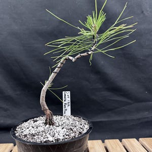 May include: A small bonsai tree in a black plastic pot. The tree has a curved trunk and green needles. A white tag reads "LOT 132 Chinese Red Pine". The pot is filled with white and gray pebbles.