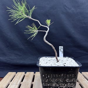 May include: A small bonsai pine tree in a black square pot. The tree has a curved trunk and green needles. The pot is filled with small white stones and sits on a wooden surface. A small white tag with black text is attached to the tree.