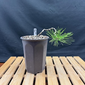 May include: A Japanese Black Pine bonsai tree with a wired, curved trunk and green needles, planted in a dark brown, hexagonal plastic pot. A small white plant marker with the text Lot 153 JBP is inserted into the soil, which is covered in grit.