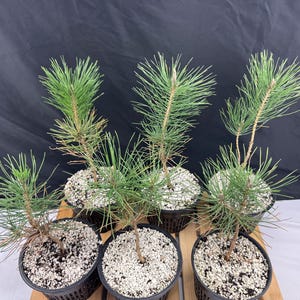 May include: Six small pine trees in black plastic pots, each filled with white pebbles. The trees have green needles and brown trunks. The pots are arranged on a wooden surface against a dark background.