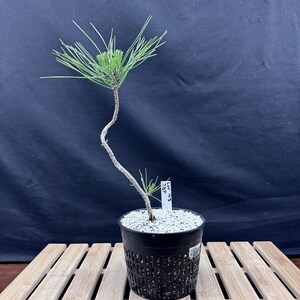 May include: A small bonsai pine tree in a black plastic pot. The tree has a curved trunk and green needles. The pot sits on a wooden slatted surface against a dark background. A small tag is attached to the pot.