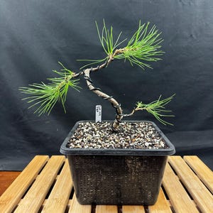 May include: A Japanese black pine bonsai tree with long green needles and a curved trunk wrapped in black training wire. The tree is planted in a square black plastic nursery pot filled with soil and grit, featuring a small white tag labeled Lot 149 JBP.