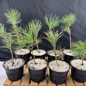 Japanese Black Pine Pre-Bonsai tree - 5" mesh pot
