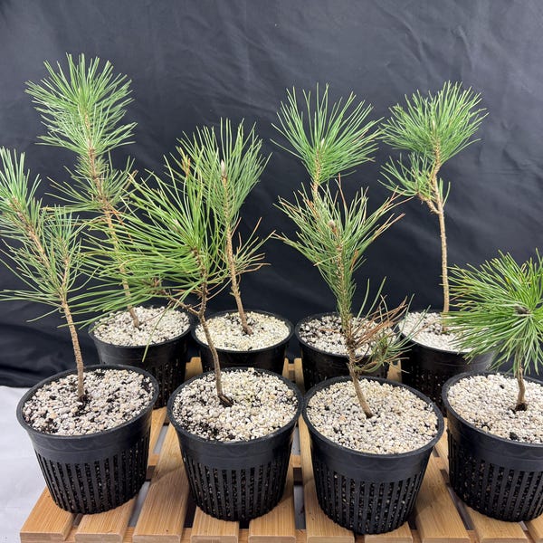 Japanese Black Pine Pre-Bonsai tree - 5" mesh pot