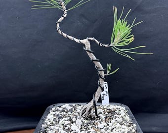 One-of-a-kind Chinese Red Pine (Pinus Tabuliformis) Pre-Bonsai tree - 6" mesh pot
