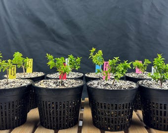 Kingsville Boxwood Pre-Bonsai tree - 5" mesh pot