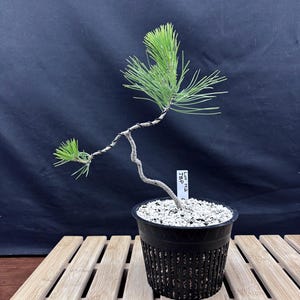 May include: A small bonsai pine tree in a black plastic pot. The tree has a curved trunk and green needles. The pot sits on a wooden slatted surface against a black background. A small white tag is attached to the pot.