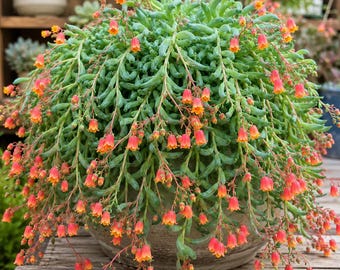 Cotyledon Pendens Live Plant-2in-Pot- Succulent seedlings,Rare succulent-Hanging Houseplant Plant