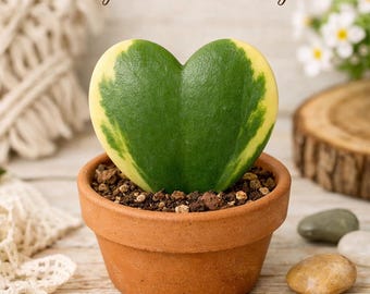 Mother’s Day Gift Variegated Sweetheart Hoya, Heart Shaped Hoya Kerrii Live Plant, Bare Root Shipping, Gift for Mom