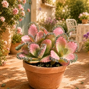 Puede incluir: Una planta suculenta en maceta, con hojas rosas y verdes con bordes festoneados. La planta está en una maceta de terracota, sobre un patio de ladrillos. El fondo muestra un jardín con otras plantas.