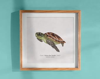 Green Sea Turtle Print, Ocean Wall Art, Caribbean Marine Life, Watercolor Illustration