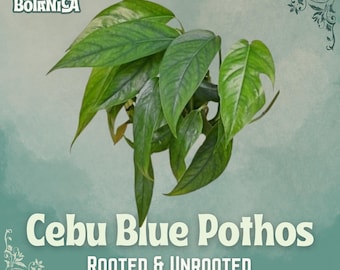 Sadzonki Cebu Blue Pothos | Ukorzenione, nieukorzenione, srebrzysto-niebieskie pnącze