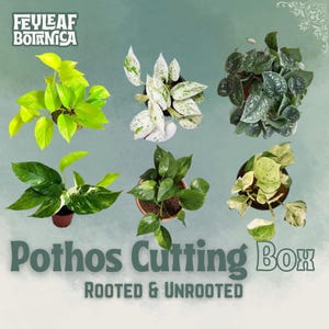Puede incluir: Vista aérea de seis plantas de Pothos en macetas, mostrando diversos patrones y colores de hojas, incluyendo verde brillante, moteado de blanco y verde oscuro. El texto "Pothos Cutting Box" y "Rooted & Unrooted" es visible, con el logo de Feyleaf Botanica en la parte superior.