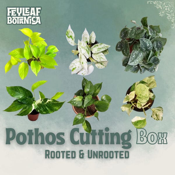 Pothos Schneidebox-Sortiment | Bewurzelte oder unbewurzelte Stecklinge, seltene Bündel
