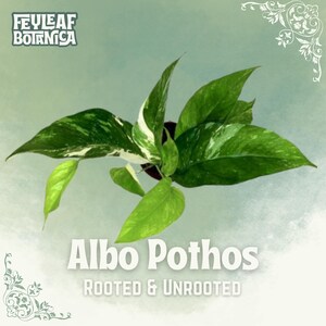 Mudas de Pothos Albo enraizadas e não enraizadas | Planta de interior variegada rara para propagação, variegado mármore, presente para interiores