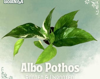 Sadzonki Pothos | Rzadka, pstrokata roślina doniczkowa do rozmnażania, prezent dla miłośników roślin doniczkowych