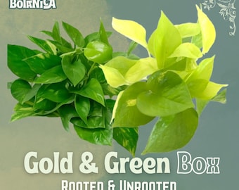 Pudełko na sadzonki Neon Golden Pothos | Prezent do rozmnażania roślin ukorzenionych lub nieukorzenionych