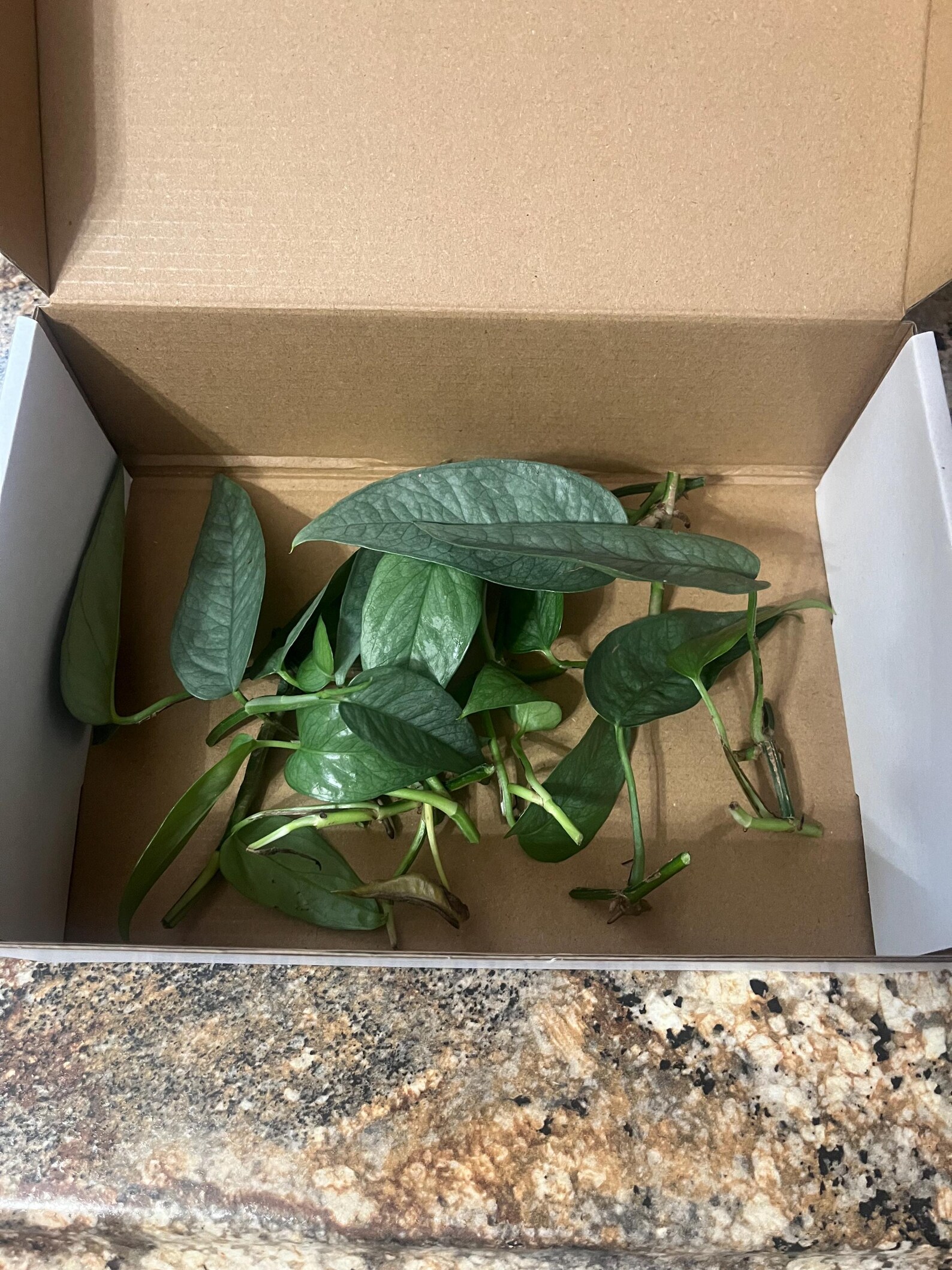 Pothos Cutting Box Assortment | Rooted or Unrooted Cuttings, Rare ...